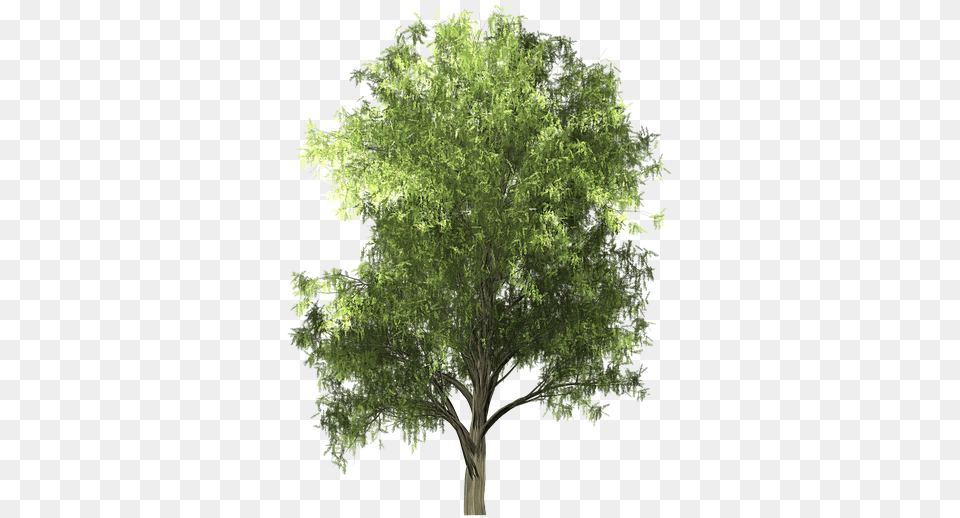 Zelkova Serrata, Oak, Plant, Sycamore, Tree Png Image