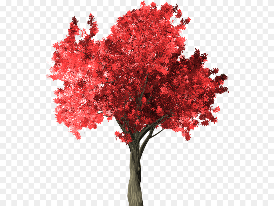 Zelkova Serrata Tree Red Japanese Maple, Plant, Leaf, Flower Png Image