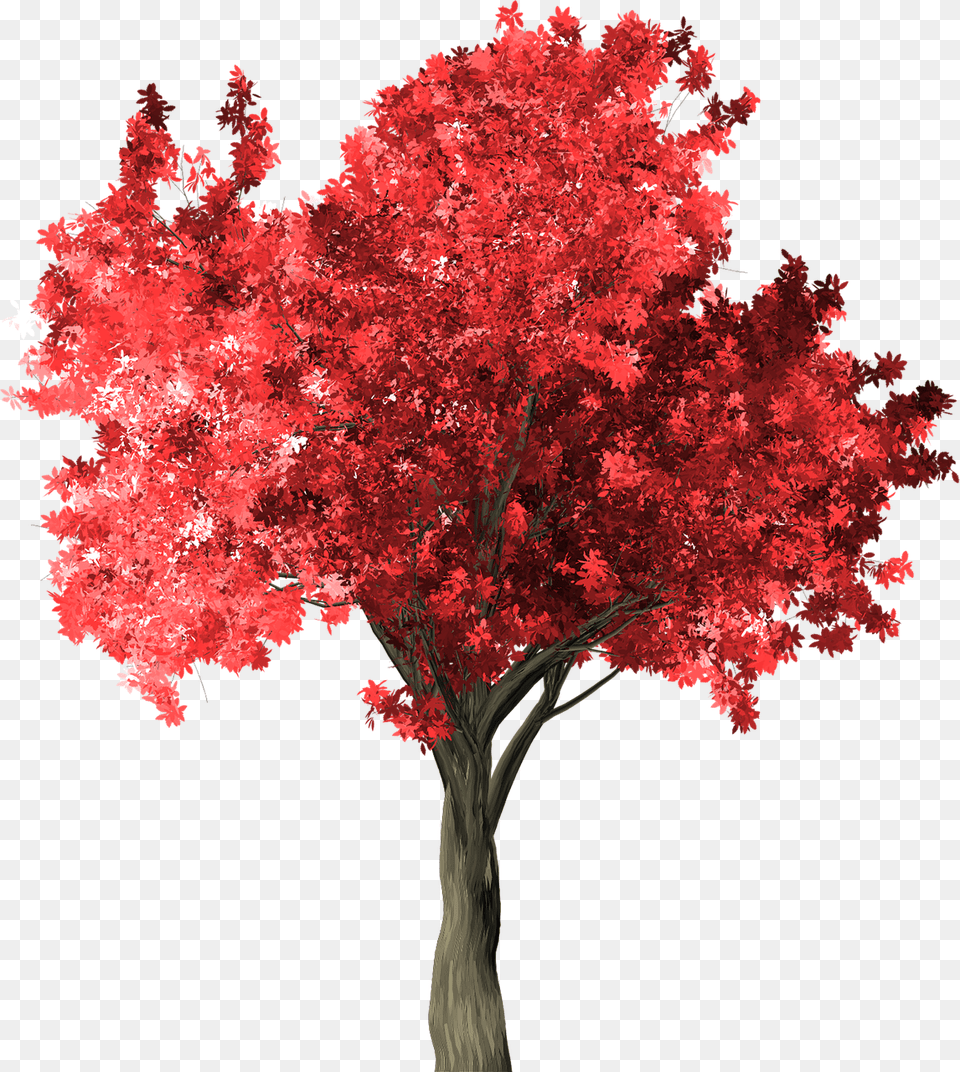 Zelkova Serrata Tree Red Zelkova Serrata Scrapbook Zelkova, Maple, Plant, Leaf, Flower Png