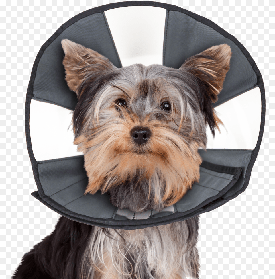 Zencone Smallest Size Zen Cone, Animal, Canine, Dog, Mammal Png Image