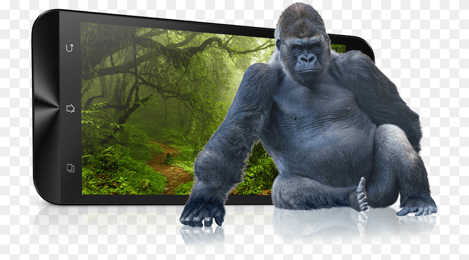 Zenfone 2 Laser Ze550kl Phone Asus Gorilla Transparents, Animal, Ape, Mammal, Wildlife Free Transparent Png