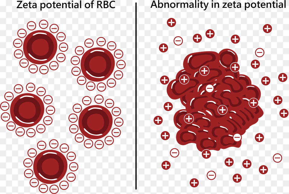 Zetal Potential Of Red Blood Cell Zeta Potential Of Red Cells, Berry, Raspberry, Produce, Plant Free Png Download