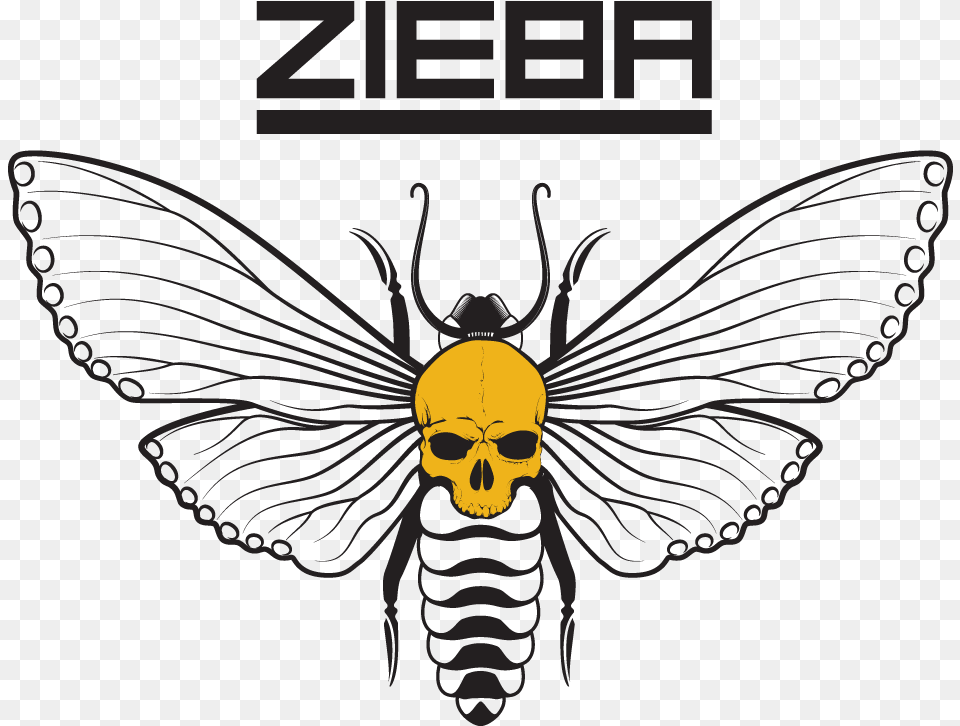 Zieba 2020 Illustration, Animal, Bee, Insect, Invertebrate Free Png Download