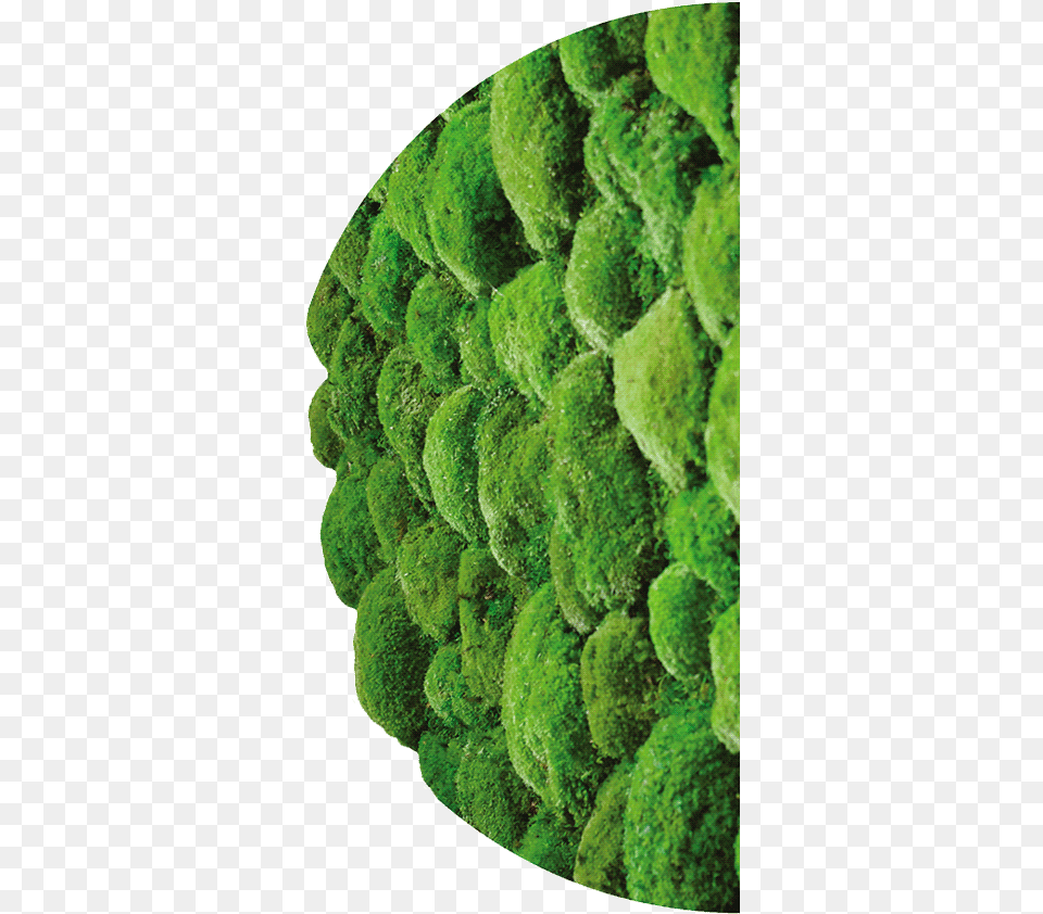 Zielone Z Mchu Candied Fruit, Moss, Plant, Fence, Hedge Free Transparent Png