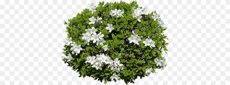 Zielono I Wiosennie Shrub Photoshop, Flower, Plant, Herbal, Herbs Free Transparent Png