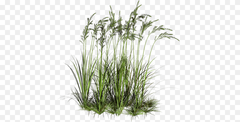 Zielono I Wiosennie Water Plants Cut Out, Grass, Plant, Reed, Vegetation Free Transparent Png