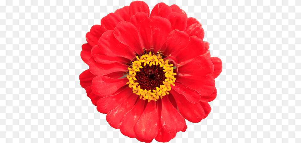 Zinna Red Flower Closeup Without Background Texture Sf Sunflower, Anther, Dahlia, Daisy, Petal Png