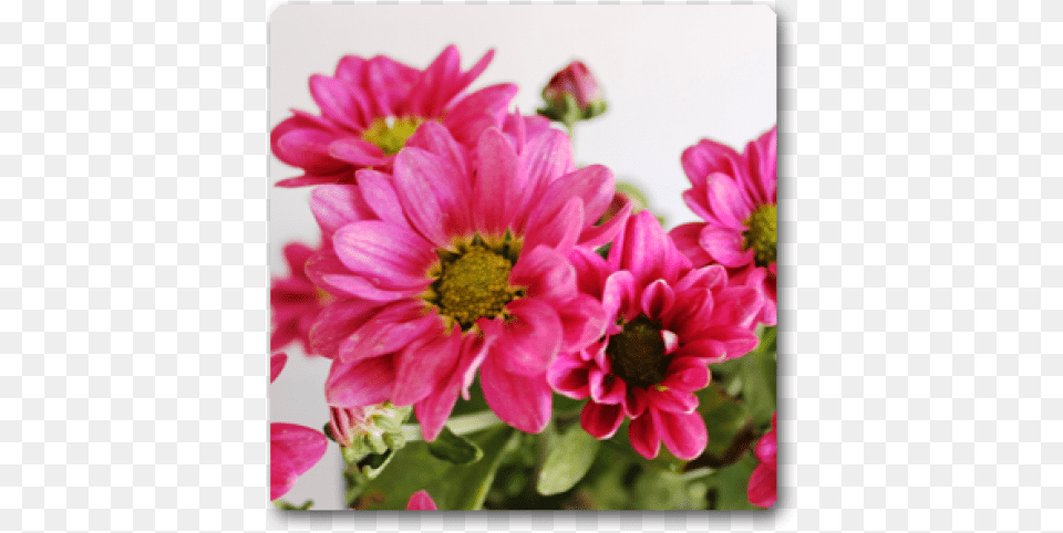 Zinnia Angustifolia, Dahlia, Daisy, Flower, Petal Png