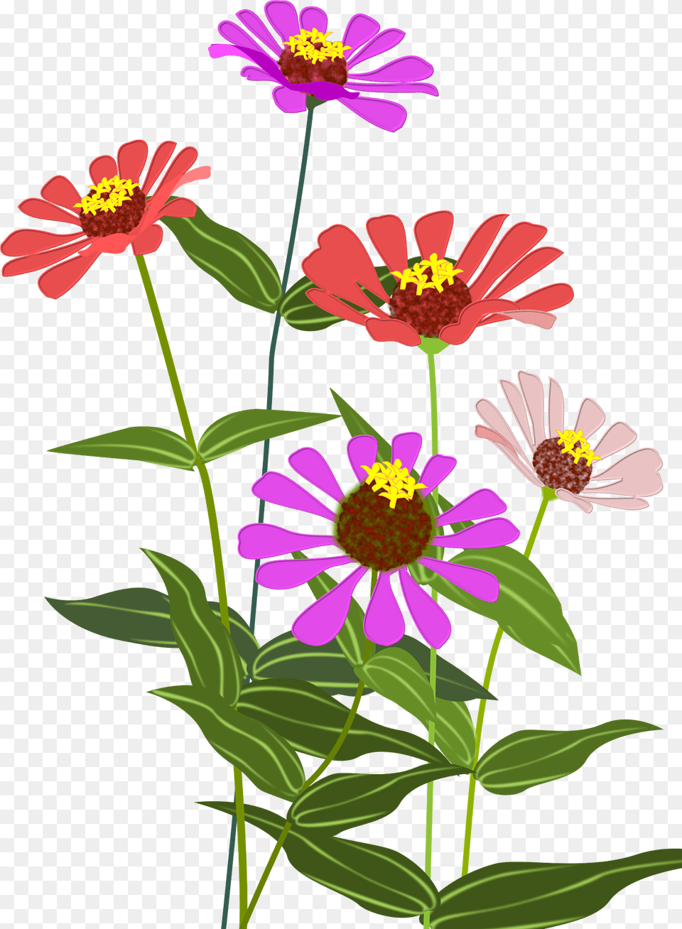 Zinnia Clipart, Daisy, Flower, Petal, Plant Free Png Download