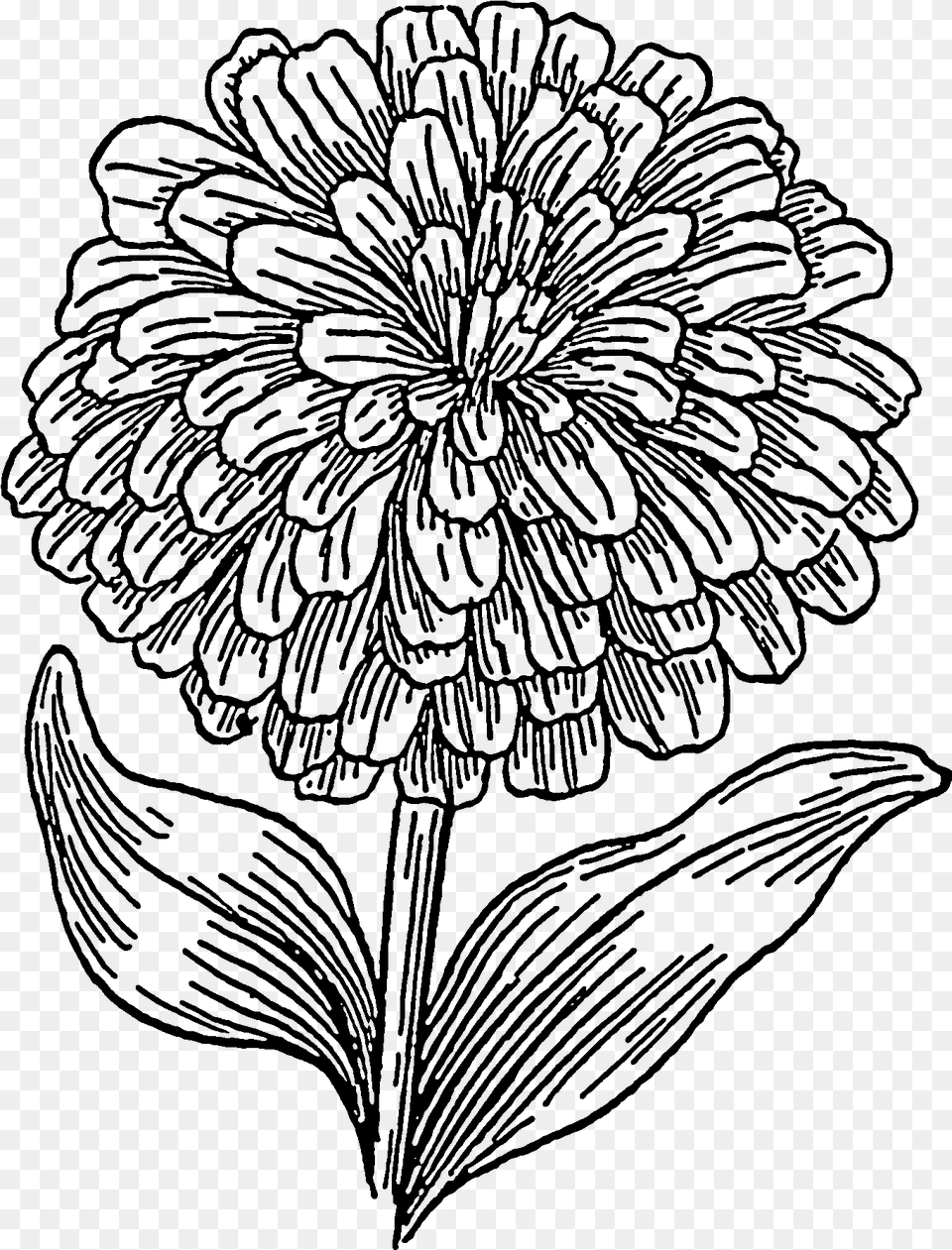 Zinnia Flower Clipart, Gray Free Png Download