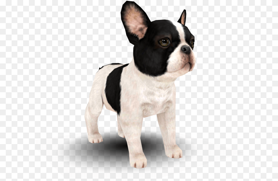 Zip Archive French Bulldog, Animal, Canine, Dog, Mammal Free Png