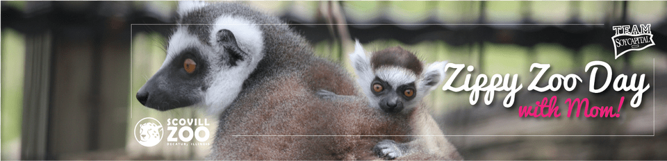 Zippyzoo Webbanner Madagascar Cat, Animal, Zoo, Mammal, Monkey Free Png