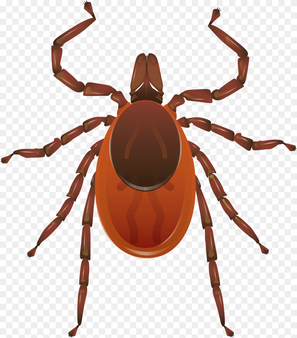 Znak Preduprezhdayushij Ob Opasnosti Romb, Tick, Animal, Invertebrate, Spider Free Png