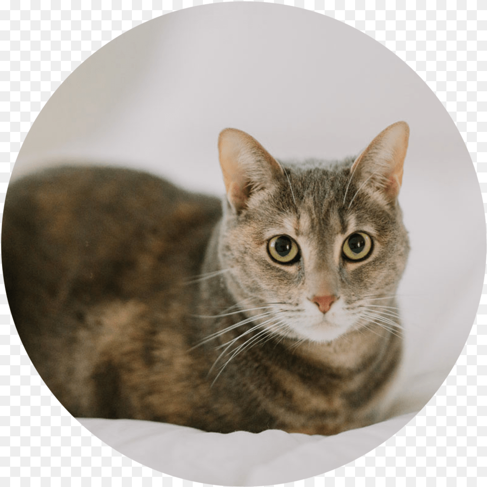 Zoey Portable Network Graphics, Abyssinian, Animal, Cat, Mammal Free Transparent Png
