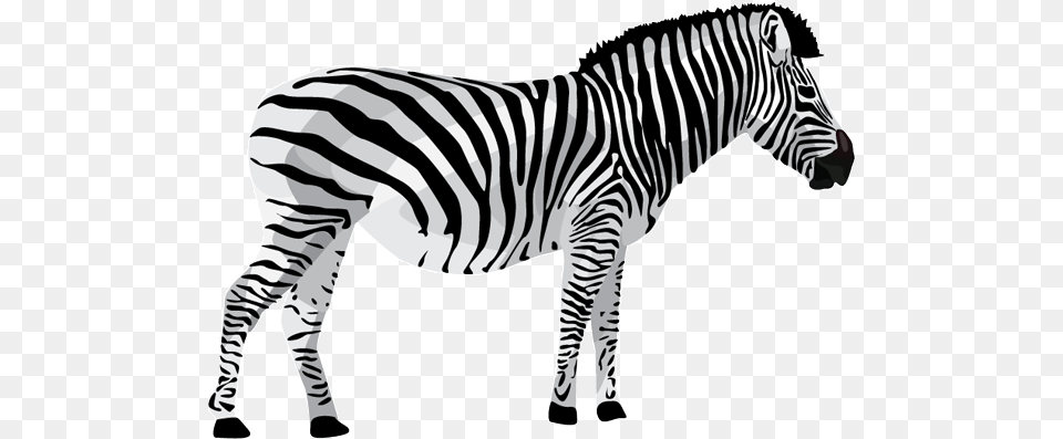 Zoo Animal, Mammal, Wildlife, Zebra Png
