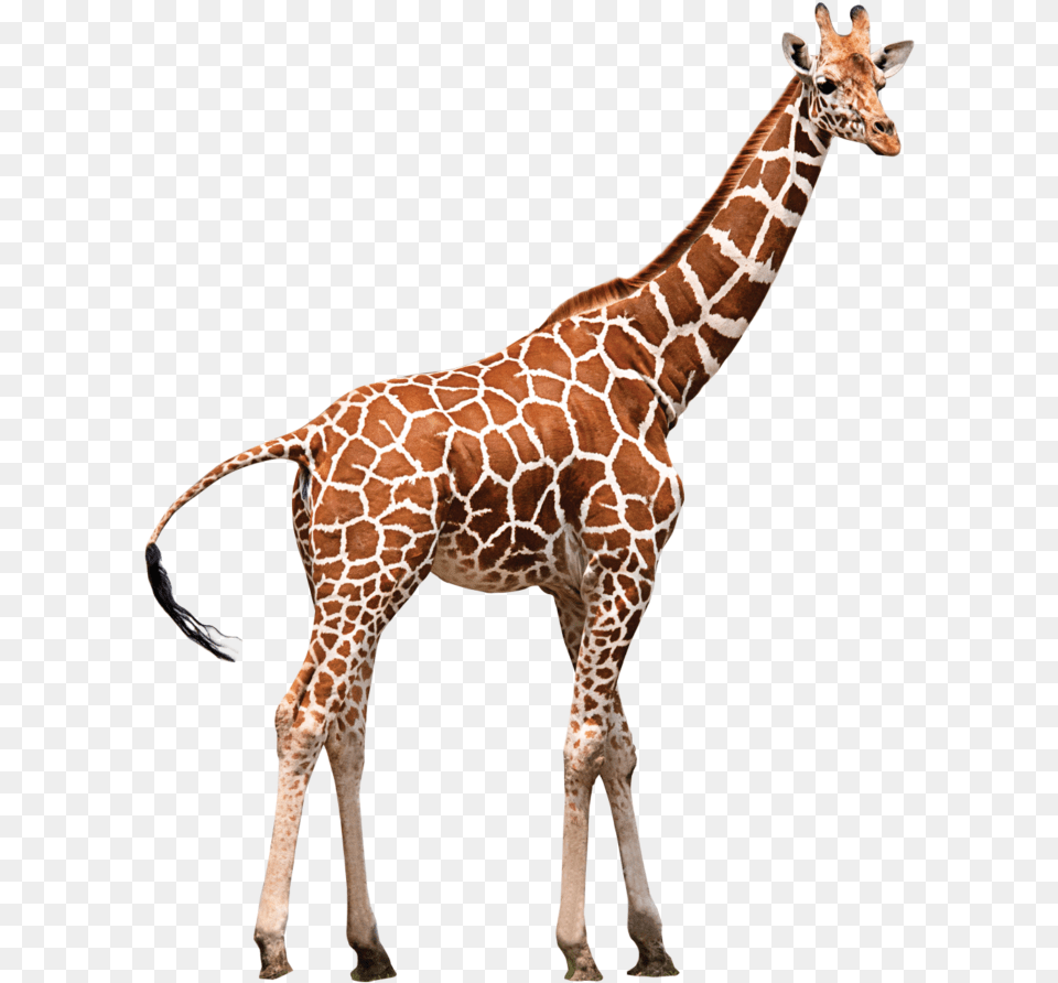 Zoo Animal Transparent Background Giraffe, Mammal, Wildlife Png Image