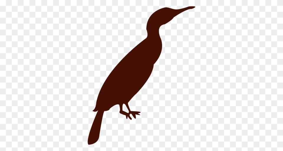 Zoo Bird Silhouette, Animal, Cormorant, Waterfowl, Beak Png Image