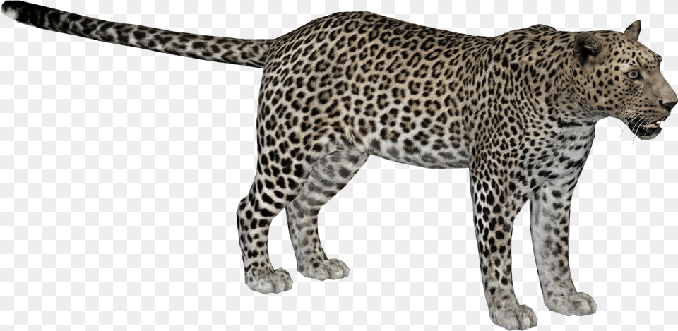 Zoo Tycoon 2 African Leopard, Animal, Mammal, Panther, Wildlife Free Transparent Png
