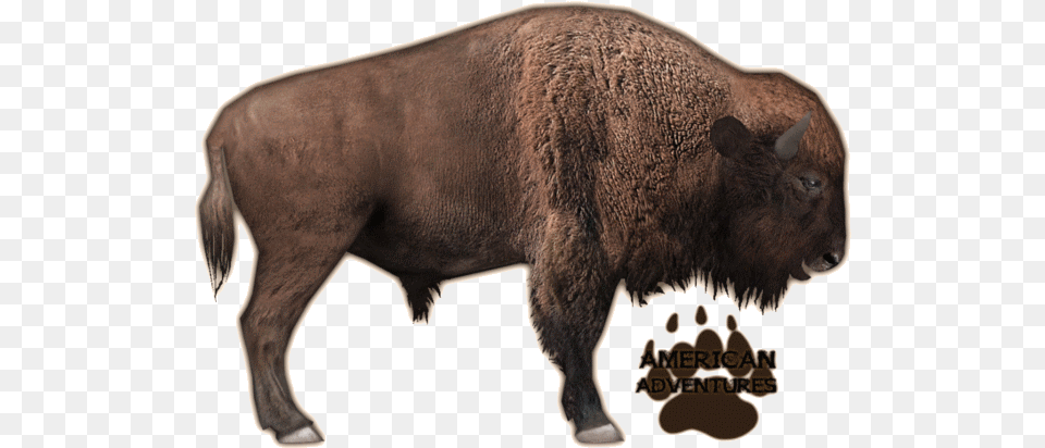 Zoo Tycoon 2 Bison, Animal, Buffalo, Mammal, Wildlife Free Transparent Png