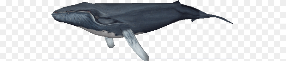 Zoo Tycoon 2 Humpback Whale, Animal, Mammal, Sea Life, Fish Png Image