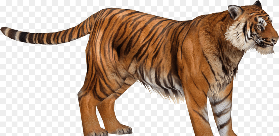 Zoo Tycoon 2 Sumatran Tiger, Animal, Mammal, Wildlife Png Image