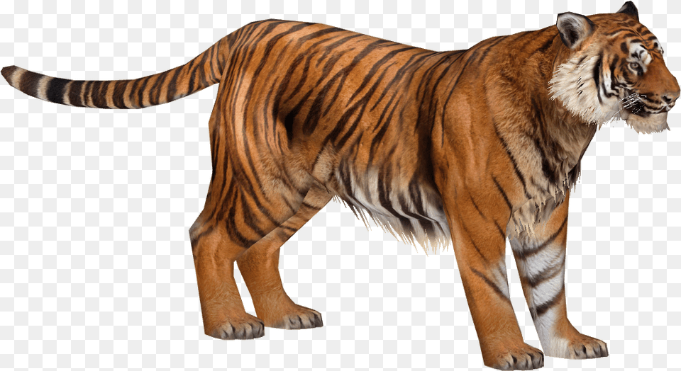 Zoo Tycoon 2 Tiger, Animal, Mammal, Wildlife Free Png