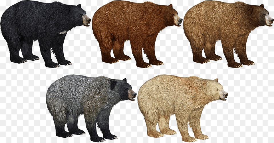 Zoo Tycoon Cinnamon Bear, Animal, Mammal, Wildlife Free Png Download