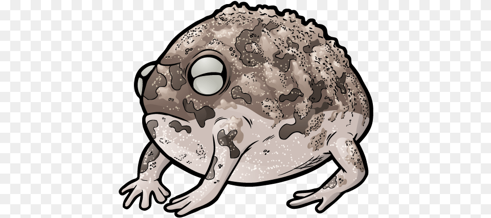 Zoo Wild Desert Rain Frog No Background, Amphibian, Animal, Toad, Wildlife Png