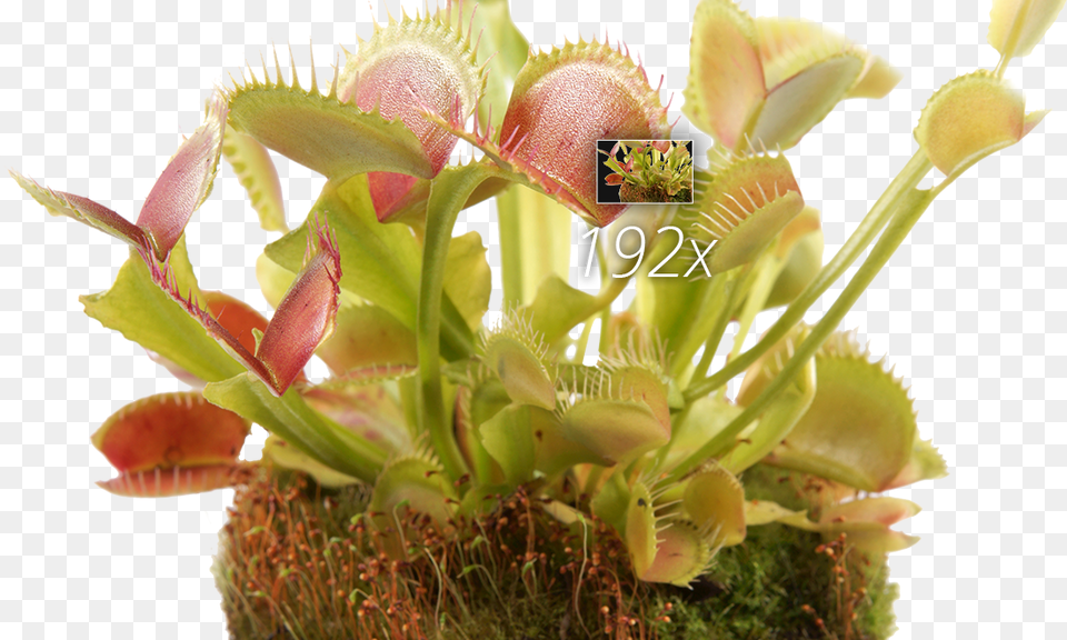 Zoom And Hdmi Venus Flytrap, Moss, Plant, Flower, Herbal Png Image