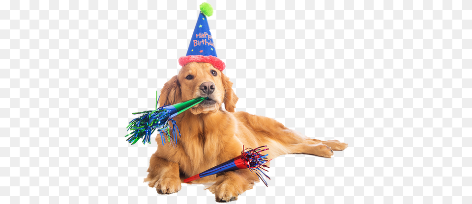Zoom Birthday Dog, Clothing, Hat, Party Hat, Animal Free Png
