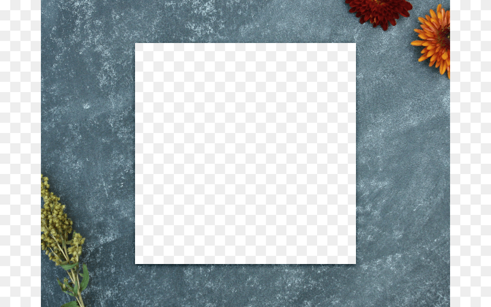 Zoom Chrysanths, Leaf, Plant, Flower, White Board Free Png Download