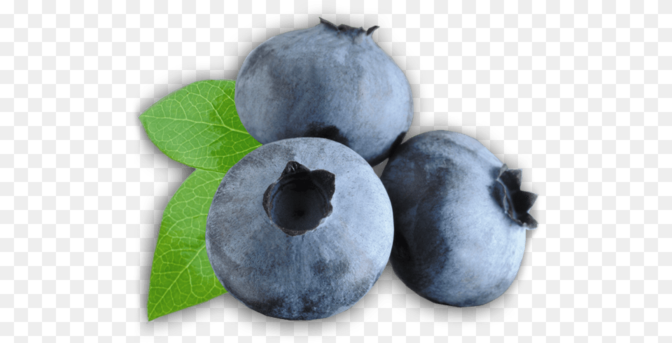 Zoom Stickpng Clipart Blueberry, Berry, Food, Fruit, Plant Png