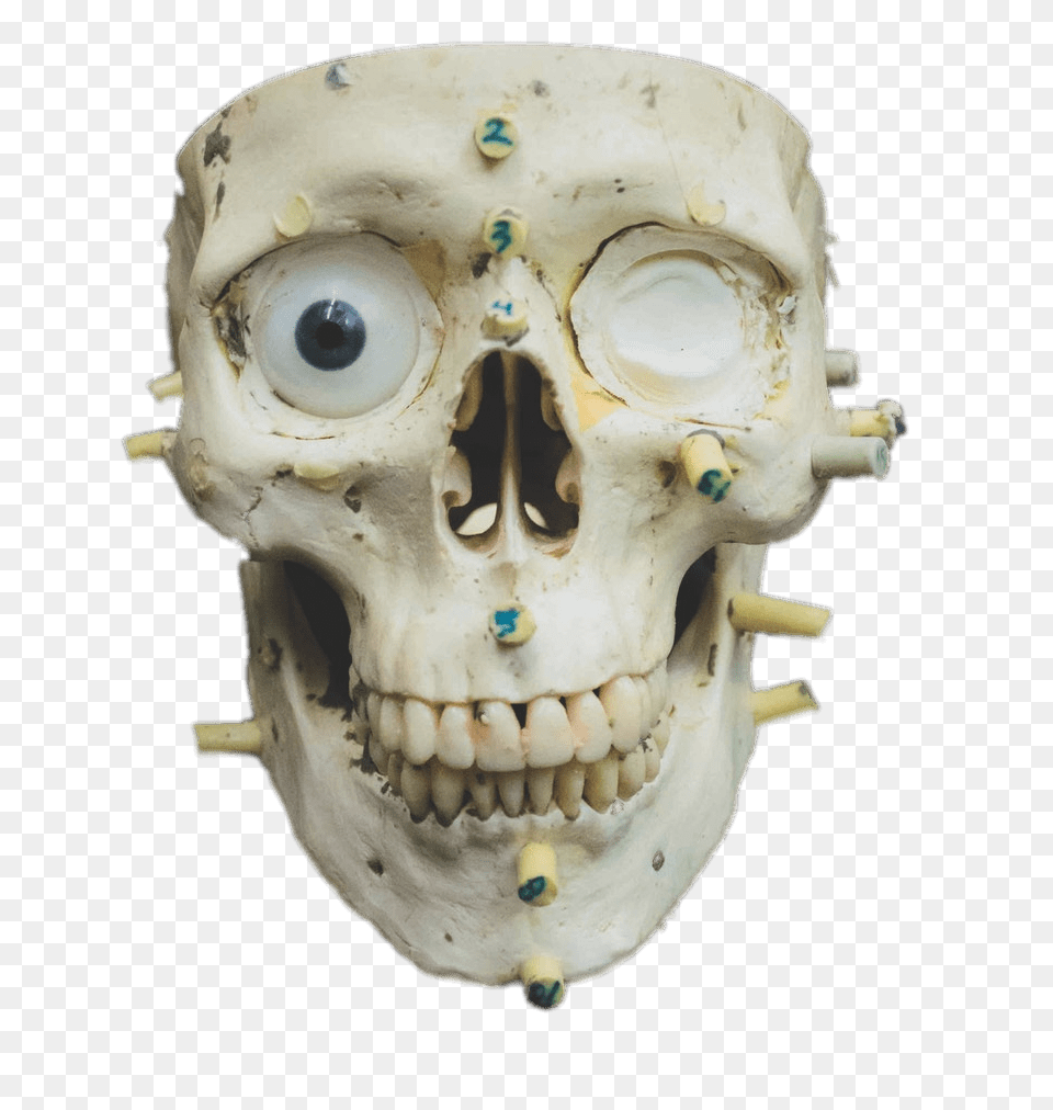 Zoomed In Skull, Head, Person, Face Png