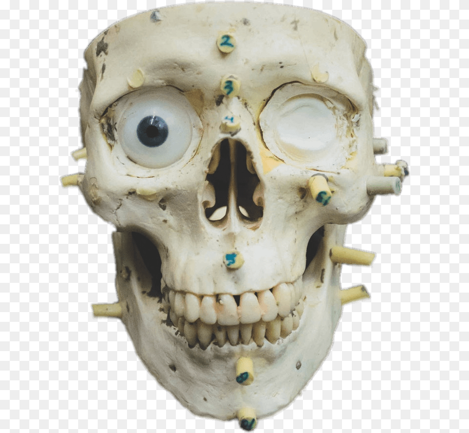 Zoomed In Skull Forensic Science, Head, Person, Baby, Face Free Png Download