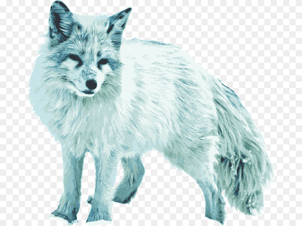 Zorro Del Rtico Zorro Blanco Vixen Arctic Silver Fox, Animal, Mammal, Wildlife, Canine Free Png