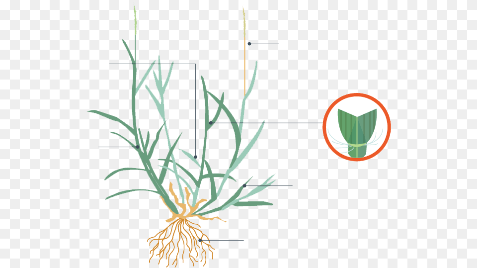 Zoysia Grass Characteristics, Plant, Vegetation, Agropyron Free Png Download
