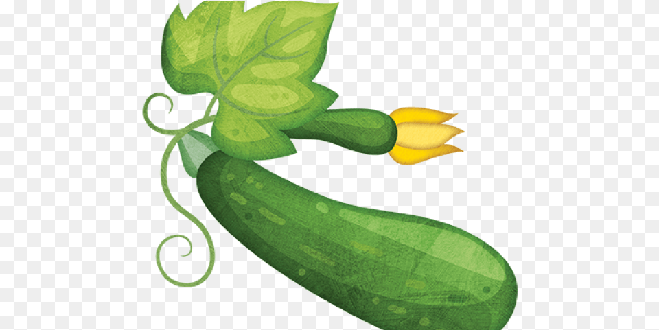 Zucchini Clipart Small Zucchini, Food, Produce, Plant, Squash Png