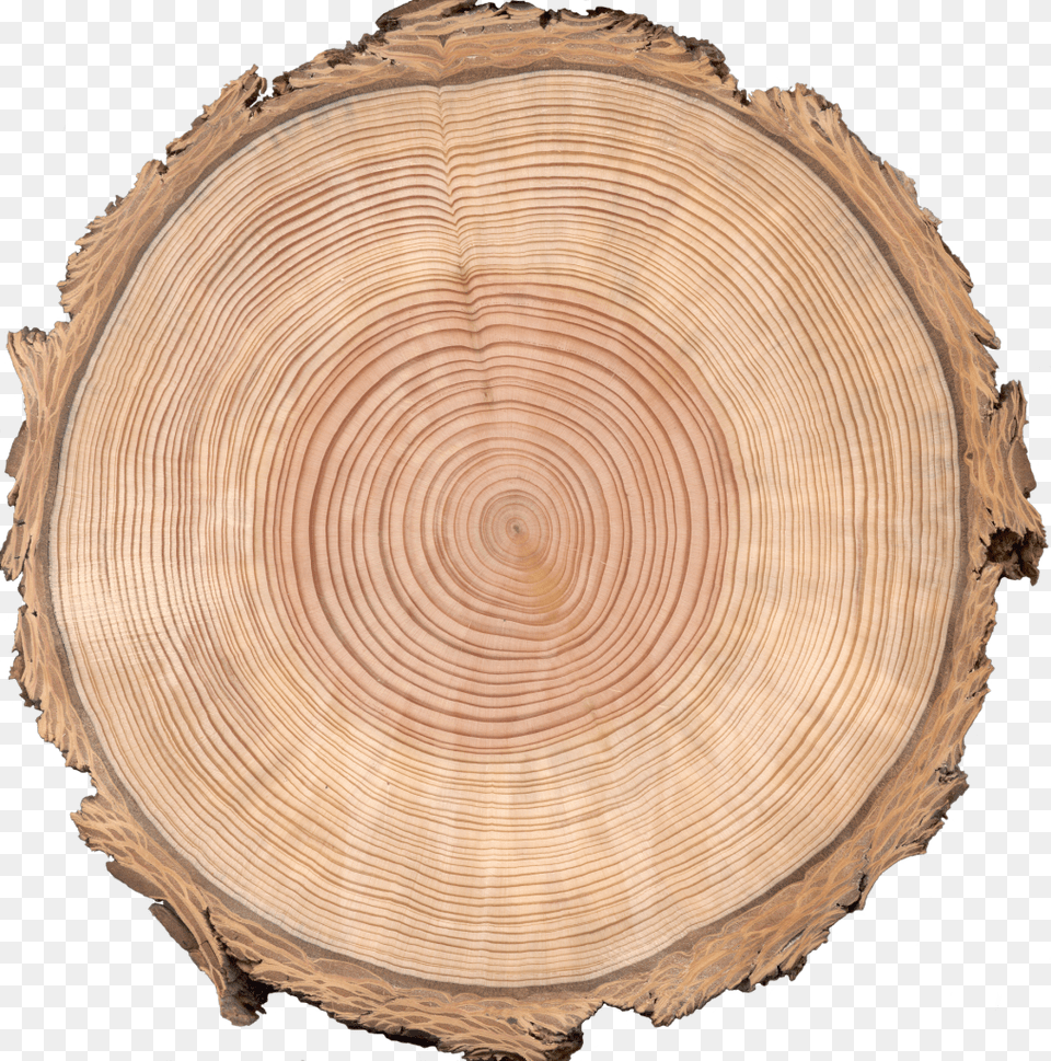 Zuni Doug Fir Alpha Tree Cross Section, Lumber, Plant, Wood, Tree Trunk Png Image