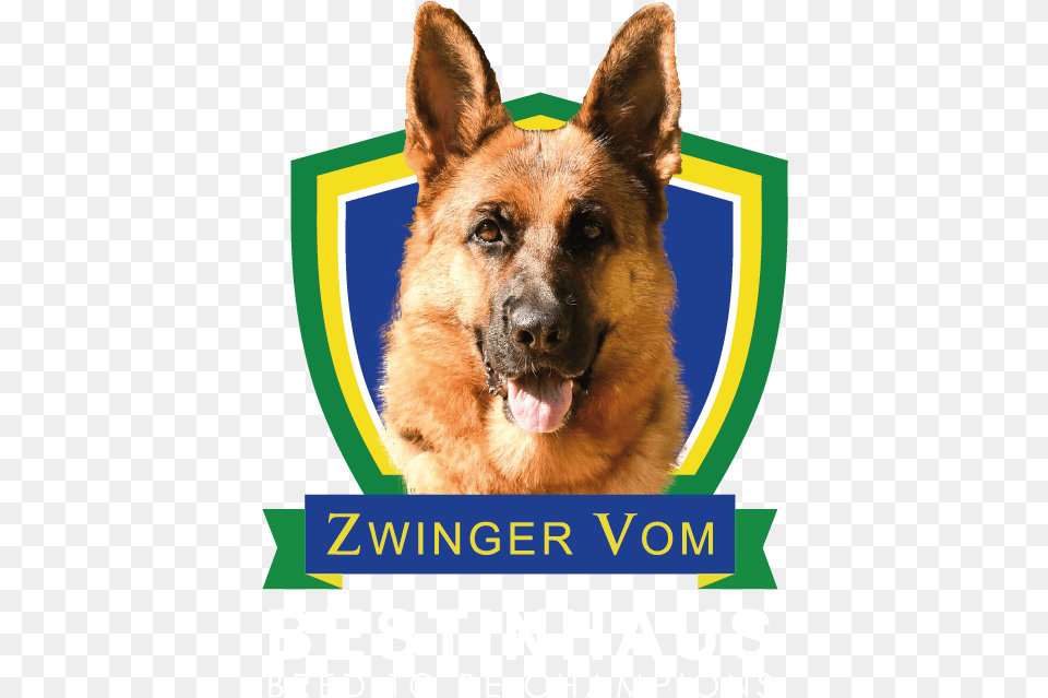 Zwinger Vom Bestinhaus Keep Calm And Marry Harry, Animal, Canine, Dog, Mammal Free Transparent Png